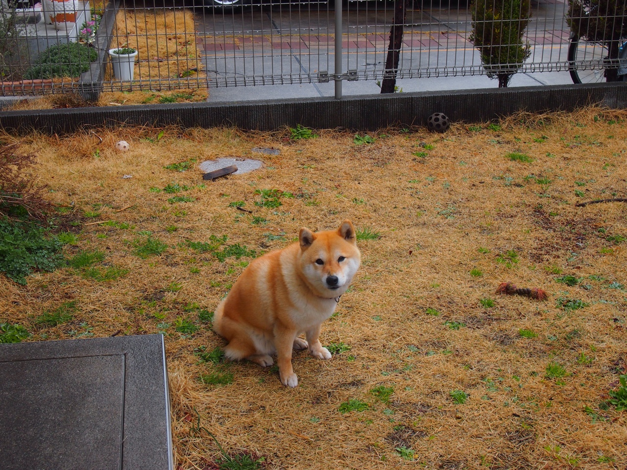 王皓的反击，一位中国教练如何让日本队完胜瑞典队