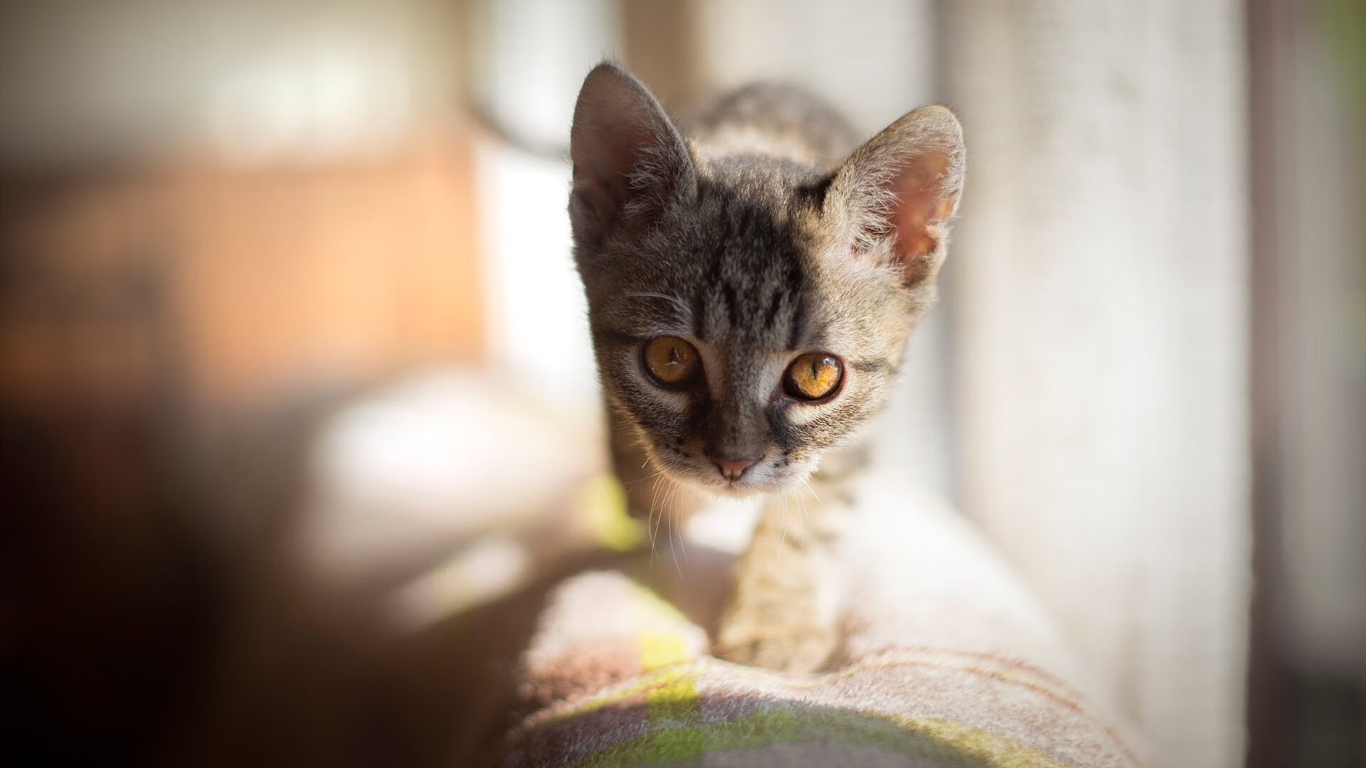 东方巨人降临总决赛，周琦只手逆转太阳灰熊之战