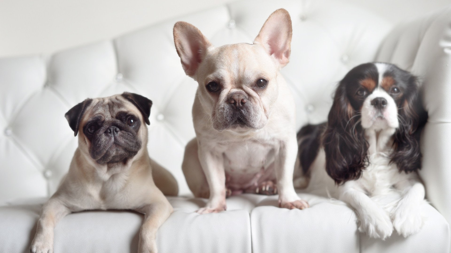 铁血防守碾压华丽进攻！高诗岩全能秀导演川军大捷