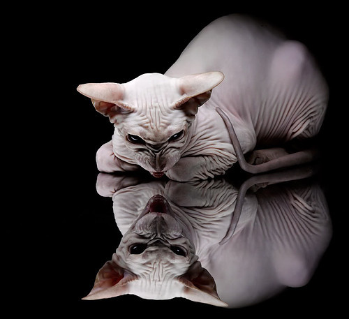 激情碰撞，德国队绝杀印度队，桃田贤斗点燃赛场