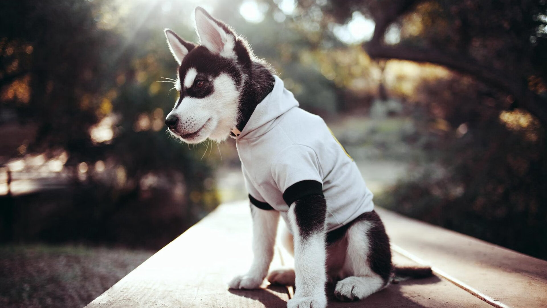 西西帕斯澳网淬火之战，熔断法网枷锁，以希裔灵魂点燃墨尔本夜空