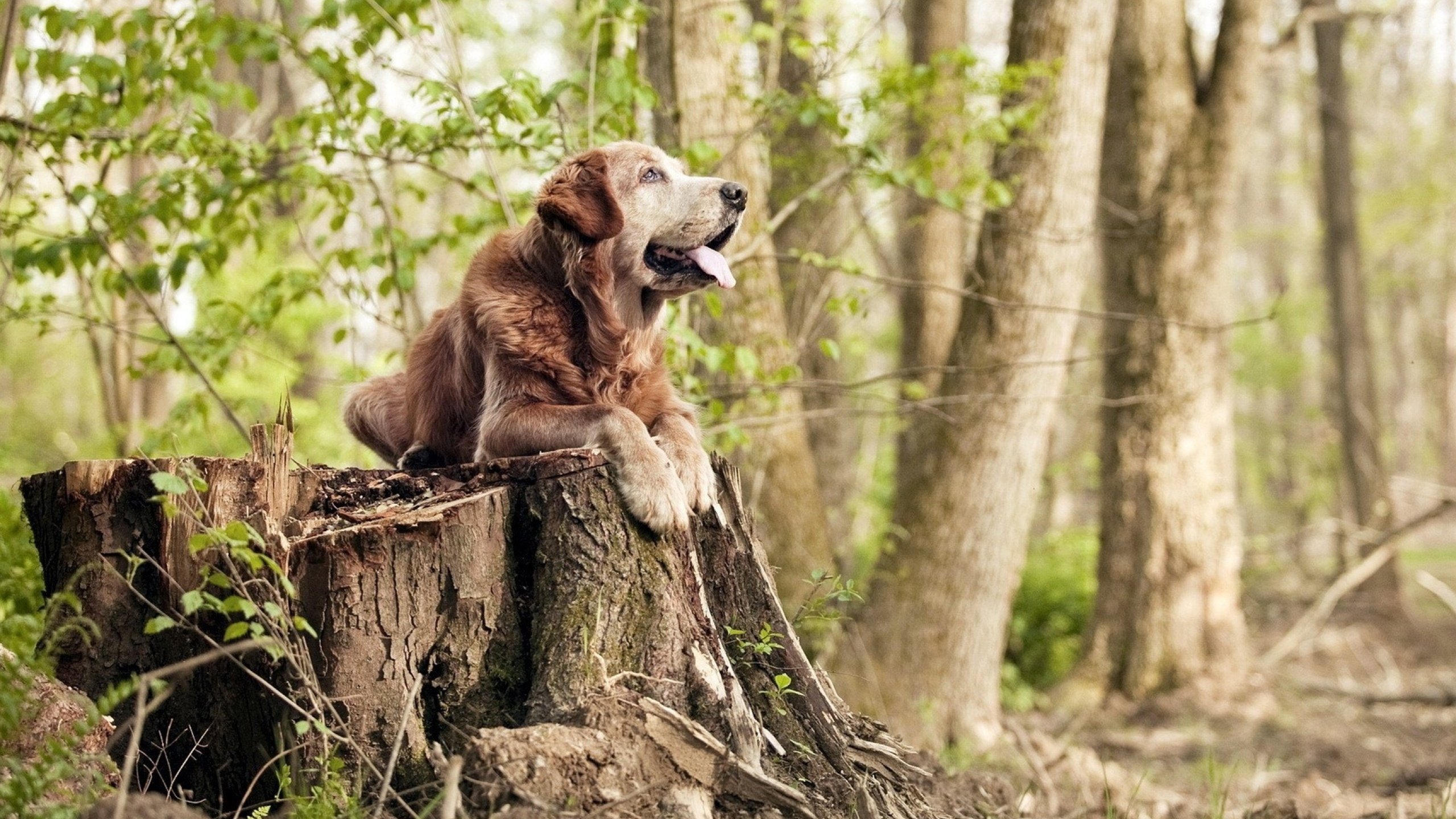 新核觉醒!克瓦拉茨赫利亚导演胜利,威尔士主场横扫玻利维亚
