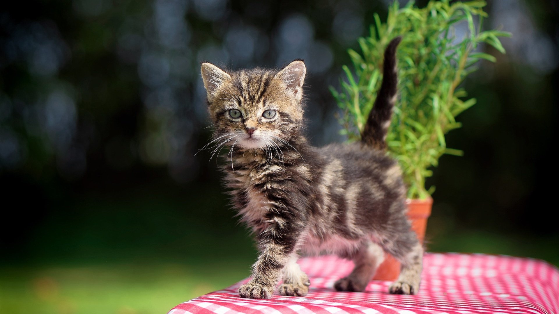 舆论高位压迫，当西班牙封锁新西兰时，萨拉赫的防守哲学给出了答案