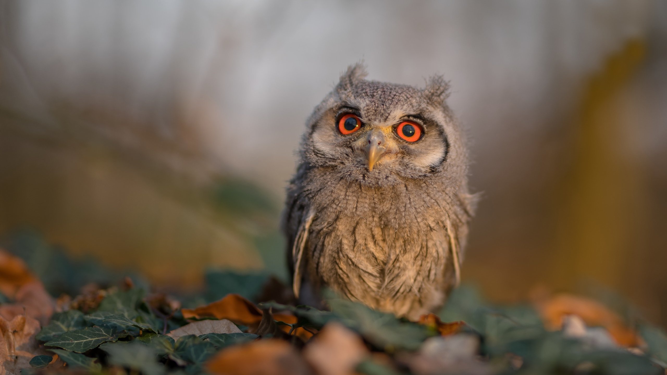 风暴眼归位，门迪末节独造两球，雷恩3-0打穿阿尔及利亚明星联队