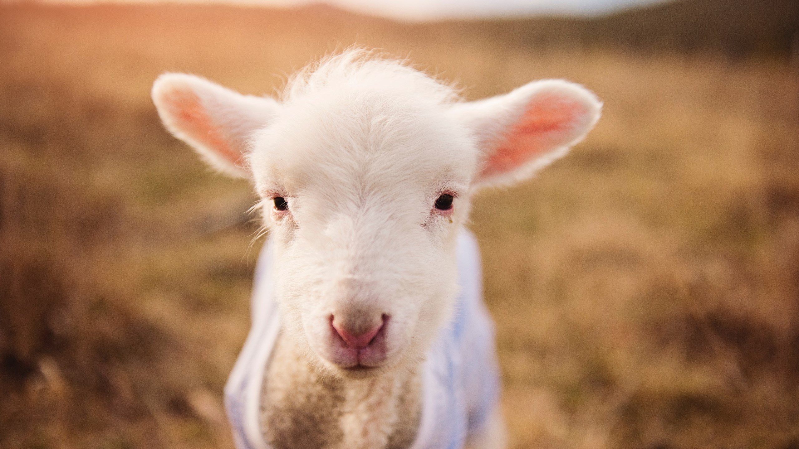浪漫尽头是绝杀，恩佐用最不法国的方式，完成最致命的判决