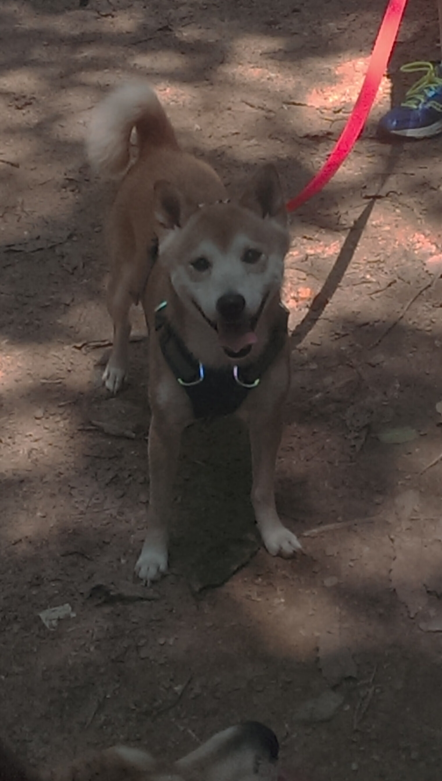 一秒钟的硬度，美加墨世界杯之夜，德里赫特成为胜负手