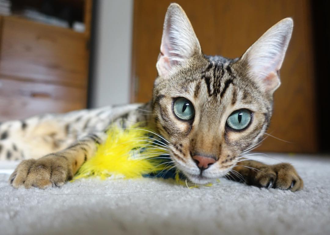 当无解成为一种体系，从德里赫特的统治力，反观加纳与英格兰的胜负之匙