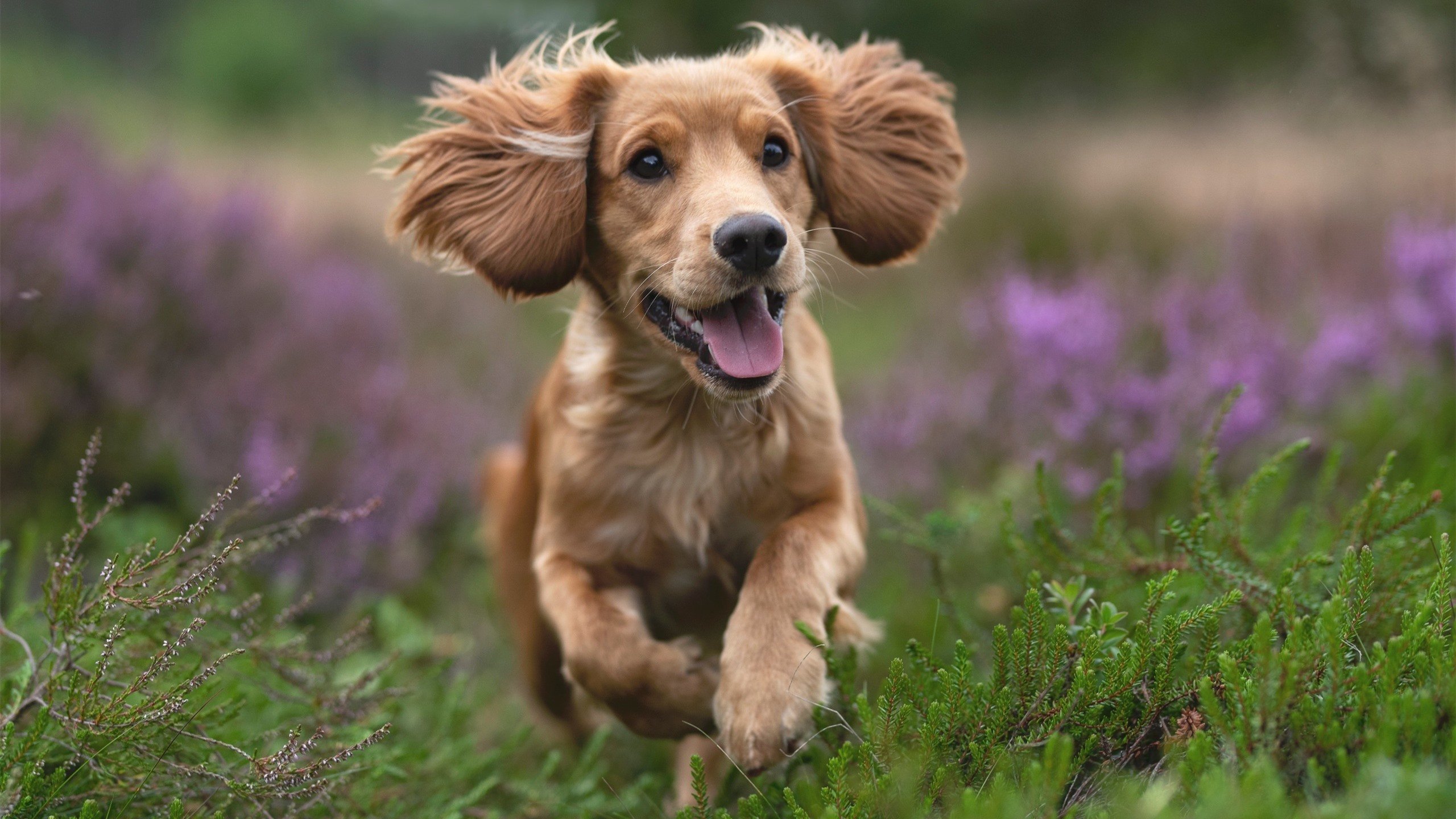 末节19分！NBA边缘人奥斯梅恩一战封神，加拿大慢煮波兰惊险过关