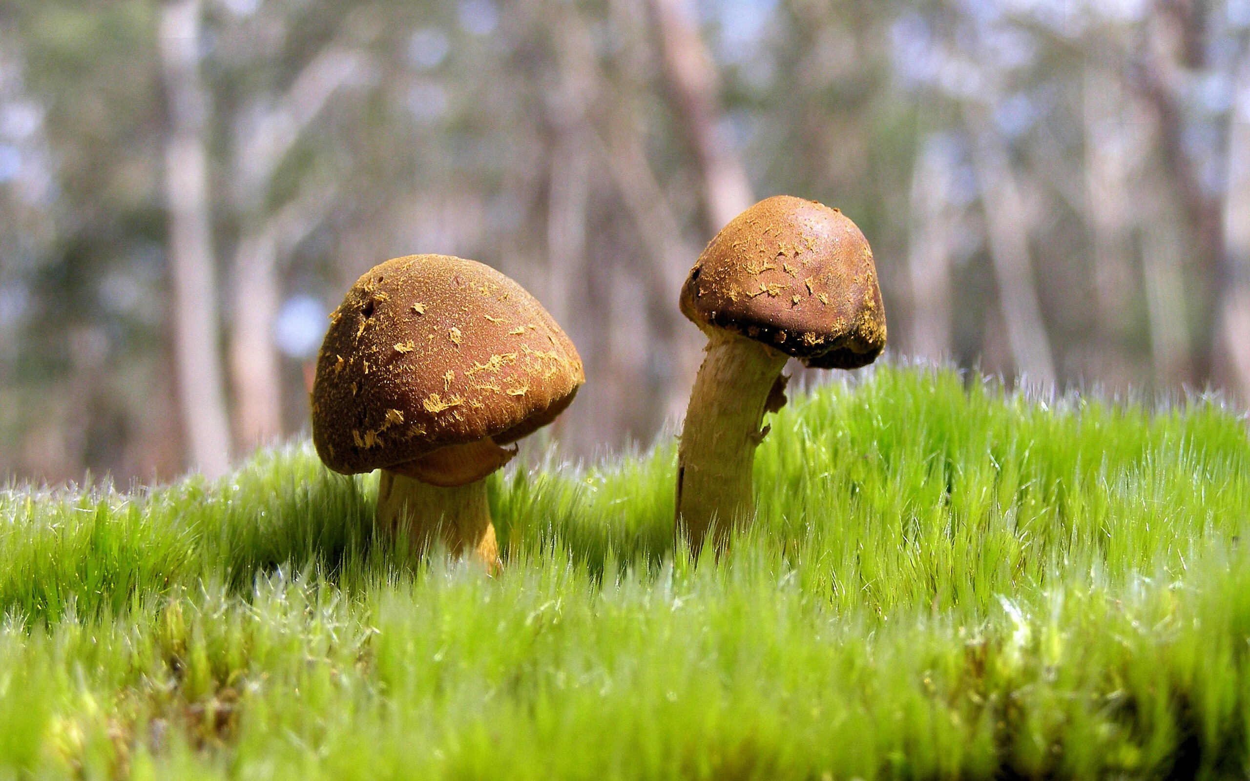 当荒漠风暴席卷桃树街，伊萨克一人之力，澳大利亚改写亚特兰大足球史