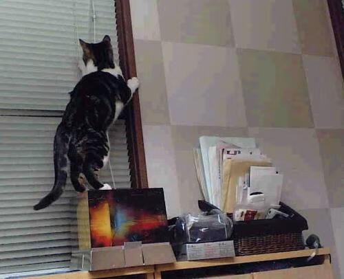 虚拟跨界，当辽篮战术板撞上东契奇魔法