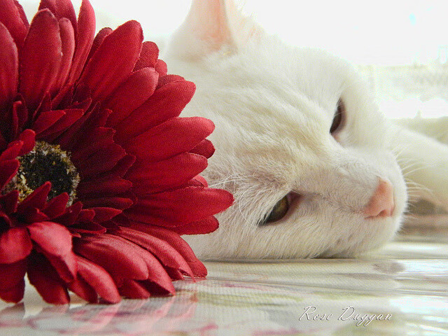 沸腾与寂灭，当年度焦点之战凝于保罗的一记心跳