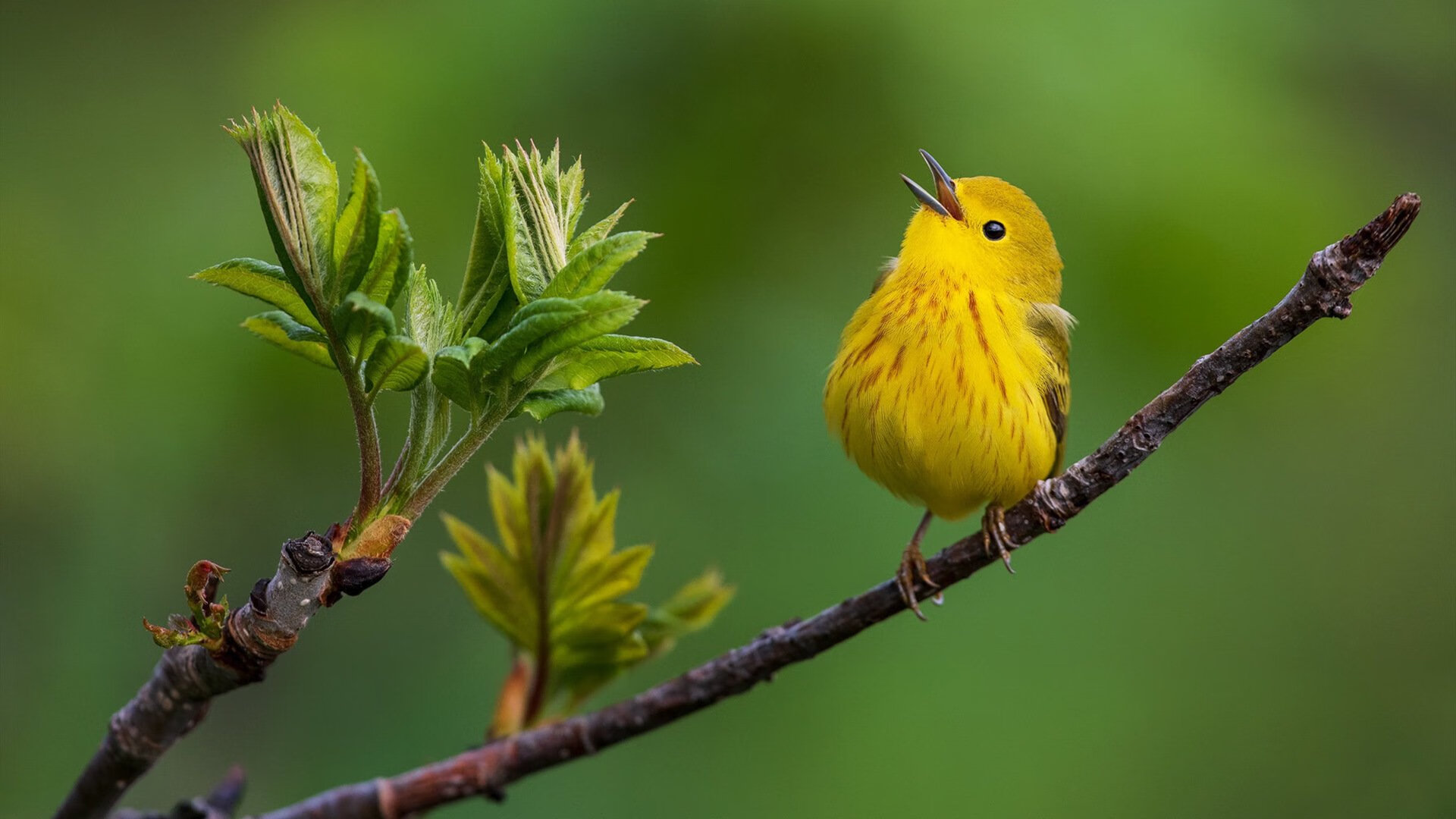 爱游戏大厅-无声的锚，范戴克在英超争冠夜的统治力