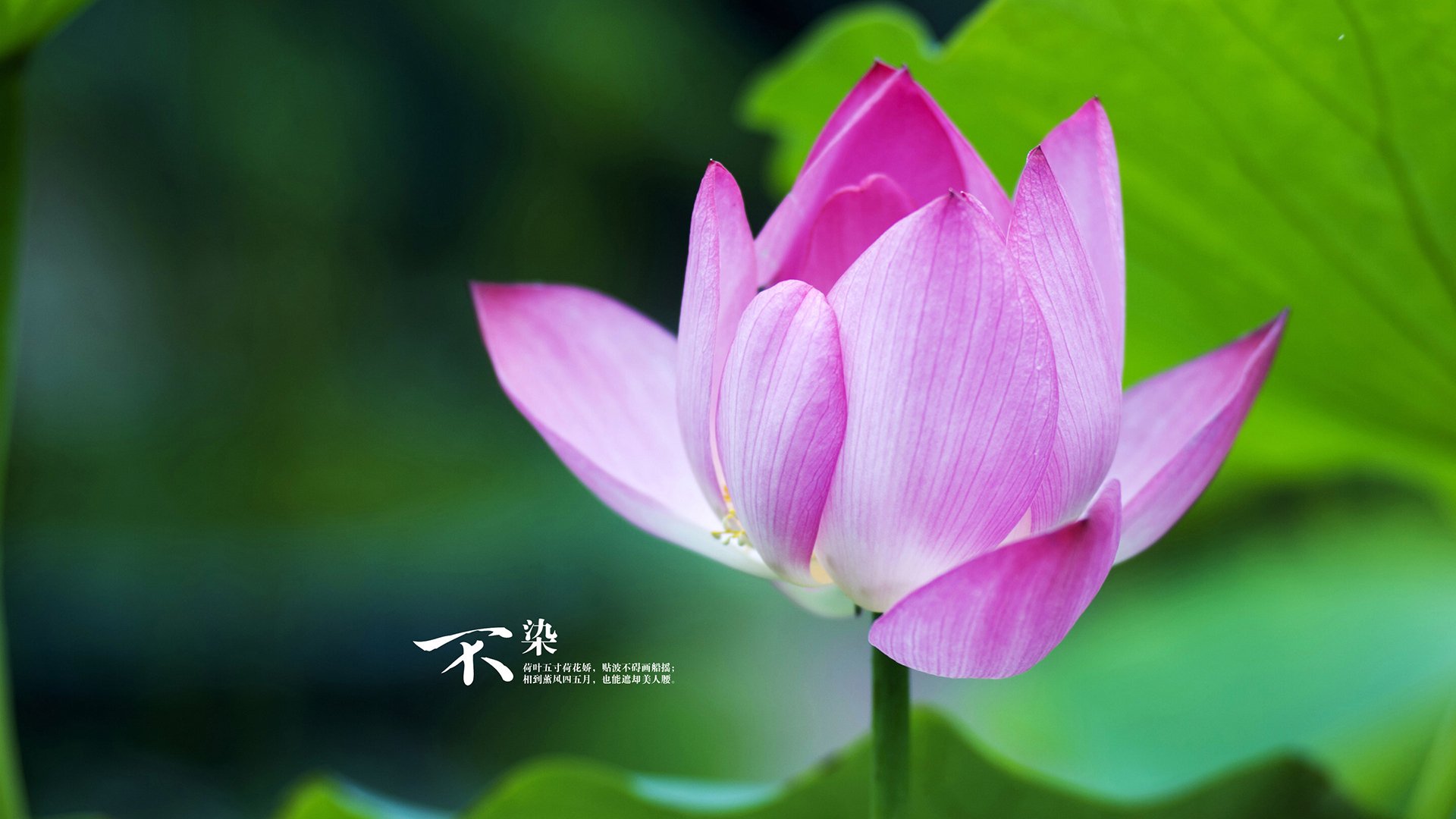 致命一击破苍穹,2026世界杯A组,凯恩封神之夜与哥伦比亚的碾压式狂潮